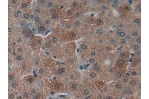 Detection of NPNT in Human Liver Tissue using Polyclonal Antibody to Nephronectin (NPNT) (Nephronectin 抗体  (AA 418-565))