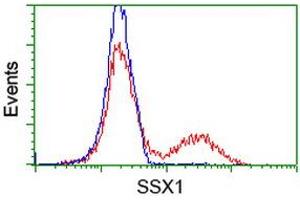 Image no. 2 for anti-Synovial Sarcoma, X Breakpoint 1 (SSX1) antibody (ABIN1501156) (SSX1 抗体)
