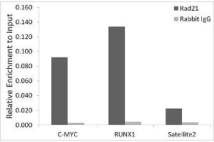Chromatin immunoprecipitation analysis of extracts of A-549 cells, using Rad21 antibody (ABIN7269821) and rabbit IgG. (RAD21 抗体)