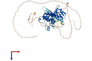 AlphaFold protein structure predicition of Human Recombinant STK33 Protein, UniprotID Q9BYT3