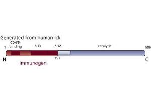 Image no. 3 for anti-Lymphocyte-Specific Protein tyrosine Kinase (LCK) (AA 1-191) antibody (ABIN967742) (LCK 抗体  (AA 1-191))