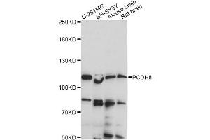 Western blot analysis of extracts of various cell lines, using PCDH8 antibody (ABIN6290811) at 1:1000 dilution. (Protocadherin 8 抗体)