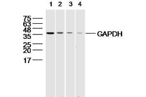 294T cell lysates probed with different dilutions of GAPDH Polyconal Antibody . (GAPDH 抗体  (AA 1-335))