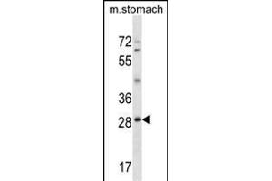 GSC Antibody (N-term) (ABIN1539330 and ABIN2850173) western blot analysis in mouse stomach tissue lysates (35 μg/lane). (GSC 抗体  (N-Term))