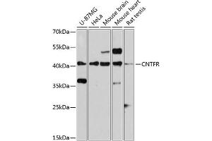 Western blot analysis of extracts of various cell lines, using CNTFR antibody (ABIN3016491, ABIN3016492, ABIN3016493 and ABIN6219761) at 1:3000 dilution. (CNTF Receptor alpha 抗体  (AA 190-340))