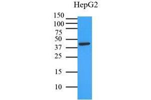 Western Blotting (WB) image for anti-Mitogen-Activated Protein Kinase 1 (MAPK1) (AA 1-360), (N-Term) antibody (ABIN492383) (ERK2 抗体  (N-Term))