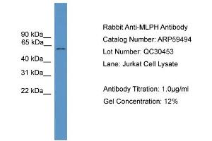 WB Suggested Anti-MLPH  Antibody Titration: 0. (Melanophilin 抗体  (C-Term))