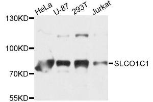 Western blot analysis of extracts of various cells, using SLCO1C1 antibody. (SLCO1C1 抗体)