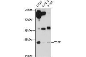 Western blot analysis of extracts of various cell lines, using TCF21 antibody (ABIN7270880) at 1:1000 dilution.