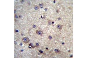 HBQ1 antibody immunohistochemistry analysis in formalin fixed and paraffin embedded human brain tissue. (HBQ1 抗体  (AA 1-28))