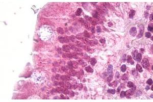 Anti-DAXX antibody IHC staining of human small intestine. (DAXX 抗体  (AA 634-683))