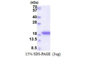 SDS-PAGE (SDS) image for Morf4 Family Associated Protein 1-Like 1 (MRFAP1L1) (AA 1-127) protein (His tag) (ABIN5853557)