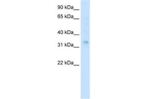 Western Blotting (WB) image for anti-Homeobox A2 (HOXA2) antibody (ABIN2460331)