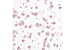 Immunohistochemistry of paraffin-embedded mouse brain using SRSF1/SRSF1/SF2/ASF Rabbit mAb (ABIN7270213) at dilution of 1:100 (40x lens). (SRSF1 抗体)