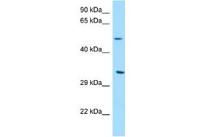 WB Suggested Anti-DPAGT1 Antibody Titration: 1. (DPAGT1 抗体  (C-Term))