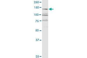 RERE monoclonal antibody (M06), clone 2F2. (RERE 抗体  (AA 85-193))