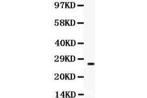 Anti- CD63 Picoband antibody, Western blotting All lanes: Anti CD63  at 0.