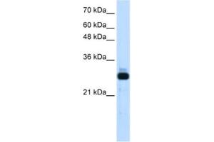 Western Blotting (WB) image for anti-Sin3A-Associated Protein, 30kDa (SAP30) antibody (ABIN2461708) (SAP30 抗体)