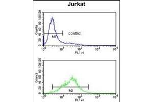 POLD1 Antibody (Center) (ABIN650753 and ABIN2839484) flow cytometry analysis of Jurkatcells (bottom histogram) compared to a negative control cell (top histogram).