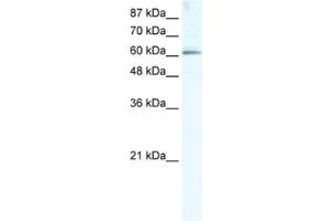 Western Blotting (WB) image for anti-Methyltransferase Like 3 (METTL3) antibody (ABIN2460997) (METTL3 抗体)