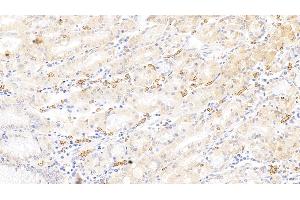 Immunohistochemistry (IHC) image for anti-Glycophorin A (GYPA) (AA 20-91) antibody (ABIN7440662)