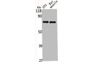 Western Blot analysis of NIH-3T3 RAT-MUSCLE cells using HSP A9 Polyclonal Antibody (HSPA9 抗体  (C-Term))