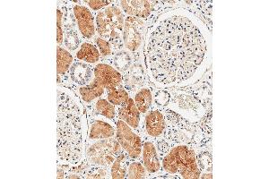 Immunohistochemical analysis of paraffin-embedded human kidney tissue using (ABIN392864 and ABIN2842279) performed on the Leica® BOND RXm. (DUSP6 抗体  (AA 58-89))