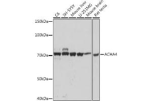 Western blot analysis of extracts of various cell lines, using  Rabbit mAb (ABIN1512640, ABIN7101309, ABIN7101310 and ABIN7101311) at 1:1000 dilution. (CHRNA4 抗体)