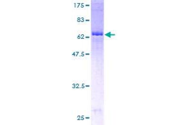 FDFT1 Protein (AA 1-417) (GST tag)