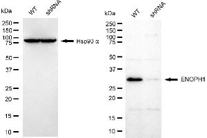 Western blotting analysis using ENOPH1 antibody (ABIN7798452). (MASA 抗体)