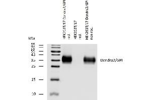 Western blotting analysis of Dendra2/GPI fusion protein using rabbit polyclonal antibody PAb (836) on lysates of HEK293T/17 cells transfected with Dendra2/GPI construct, reducing and non-reducing conditions. (Dendra 2 抗体)