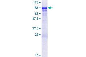 GTF2E1 Protein (AA 1-439) (GST tag)