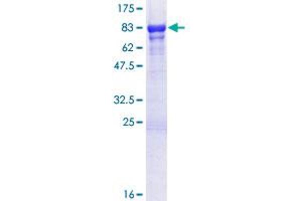 GTF2E1 Protein (AA 1-439) (GST tag)