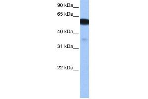 WB Suggested Anti-NHEDC1 Antibody Titration: 0. (NHEDC1 抗体  (N-Term))