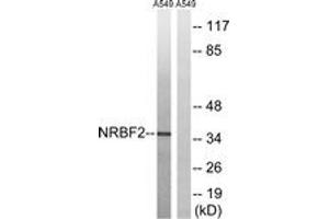 Western blot analysis of extracts from A549 cells, using NRBF2 Antibody. (NRBF2 抗体  (AA 140-189))