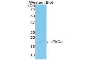 Western Blotting (WB) image for anti-Activin A Receptor, Type IIA (ACVR2A) (AA 192-325) antibody (ABIN1857883) (ACVR2A 抗体  (AA 192-325))