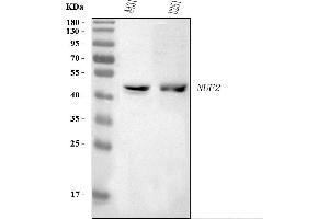 Western blot analysis of NUF2 using anti-NUF2 antibody (ABIN7599236).