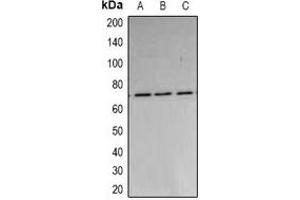 Western blot analysis of PARN expression in A549 (A), MCF7 (B), HepG2 (C) whole cell lysates. (PARN 抗体)