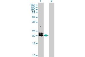 Western Blot analysis of PDGFA expression in transfected 293T cell line by PDGFA MaxPab polyclonal antibody. (PDGFA 抗体  (AA 1-211))
