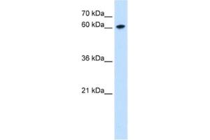 Western Blotting (WB) image for anti-Zinc Finger Protein 169 (ZNF169) antibody (ABIN2463097) (ZNF169 抗体)