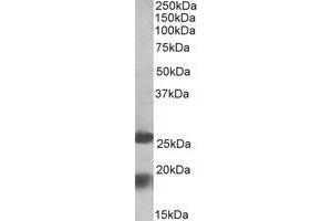 Western Blotting (WB) image for anti-MpV17 Mitochondrial Inner Membrane Protein (MPV17) (Internal Region) antibody (ABIN2464750) (MPV17 抗体  (Internal Region))