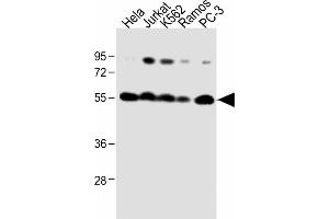 Western Blotting (WB) image for anti-Calreticulin (CALR) (AA 277-305) antibody (ABIN390885)