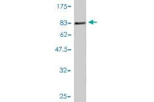 Western Blot detection against Immunogen (77. (GIT2 抗体  (AA 1-471))