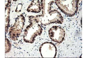 Image no. 3 for anti-NIF3 NGG1 Interacting Factor 3-Like 1 (NIF3L1) antibody (ABIN1496615) (NIF3L1 抗体)