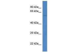 Western Blot showing Ppp3cb antibody used at a concentration of 1. (PPP3CB 抗体  (C-Term))