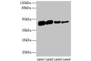 Western blot All lanes: ACTA1 antibody at 16 μg/mL Lane 1: Rat heart tissue Lane 2: Mouse skeletal muscle tissue Lane 3: Human placenta tissue Lane 4: CEM whole cell lysate Secondary Goat polyclonal to rabbit IgG at 1/10000 dilution Predicted band size: 43 kDa Observed band size: 43 kDa (Actin 抗体  (AA 3-377))