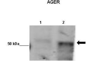 Western Blotting (WB) image for anti-Advanced Glycosylation End Product-Specific Receptor (AGER) (N-Term) antibody (ABIN2776831)