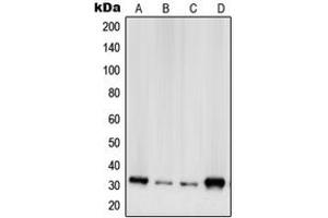 Western blot analysis of RPS2 expression in A431 (A), HeLa (B), HEK293 (C), NIH3T3 (D) whole cell lysates. (RPS2 抗体  (C-Term))