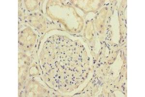 Immunohistochemistry of paraffin-embedded human kidney tissue using ABIN7152325 at dilution of 1:100 (Exportin 6 抗体  (AA 290-530))