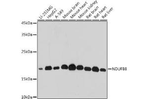 NDUFB8 antibody